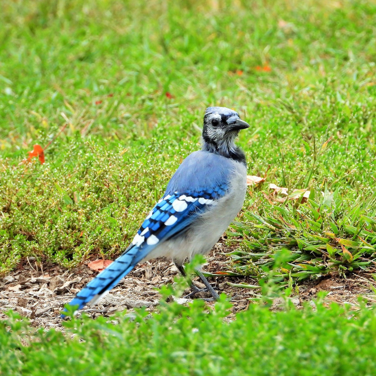 Mavi Karga - ML647602276