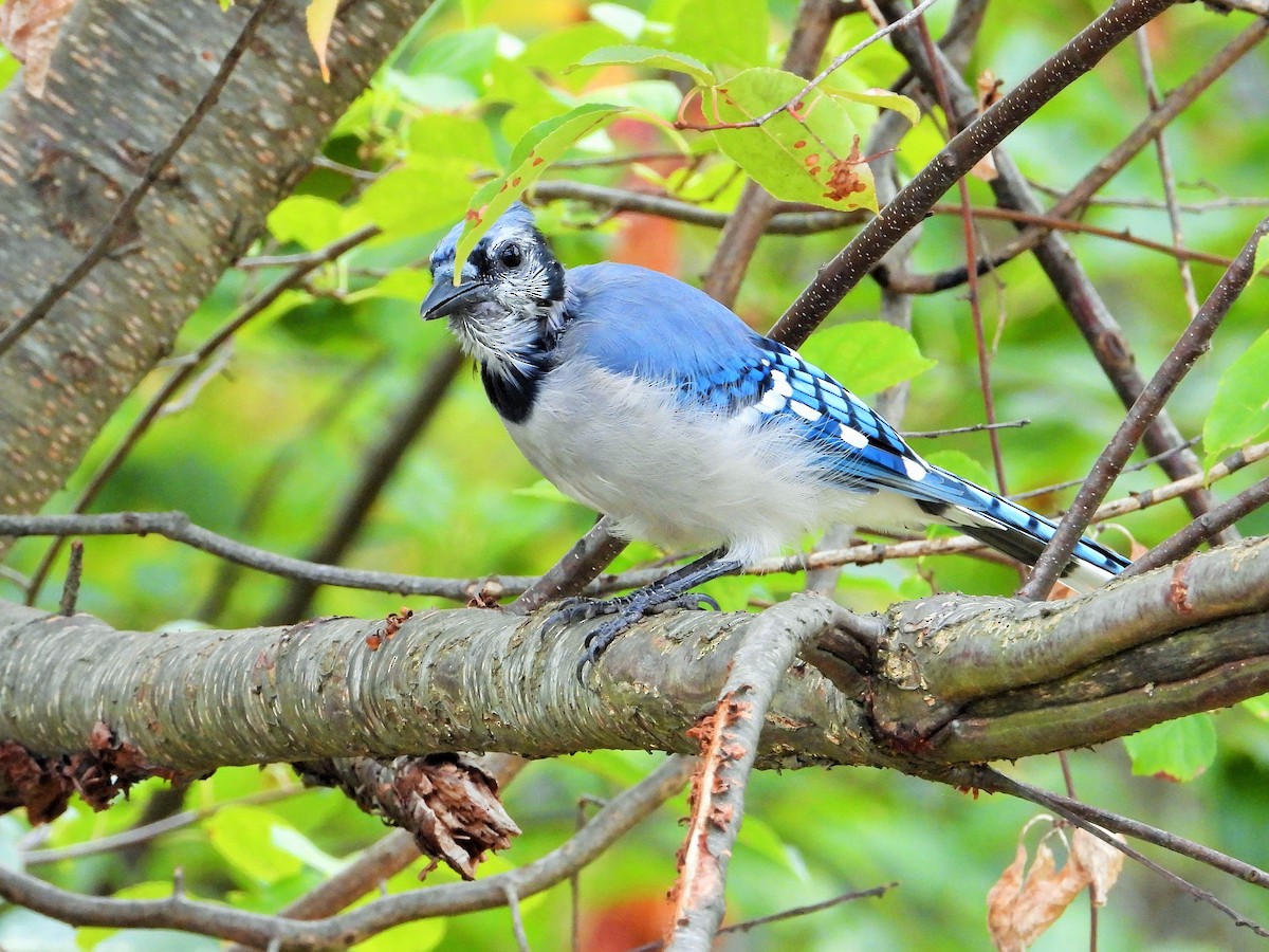 Mavi Karga - ML647602278