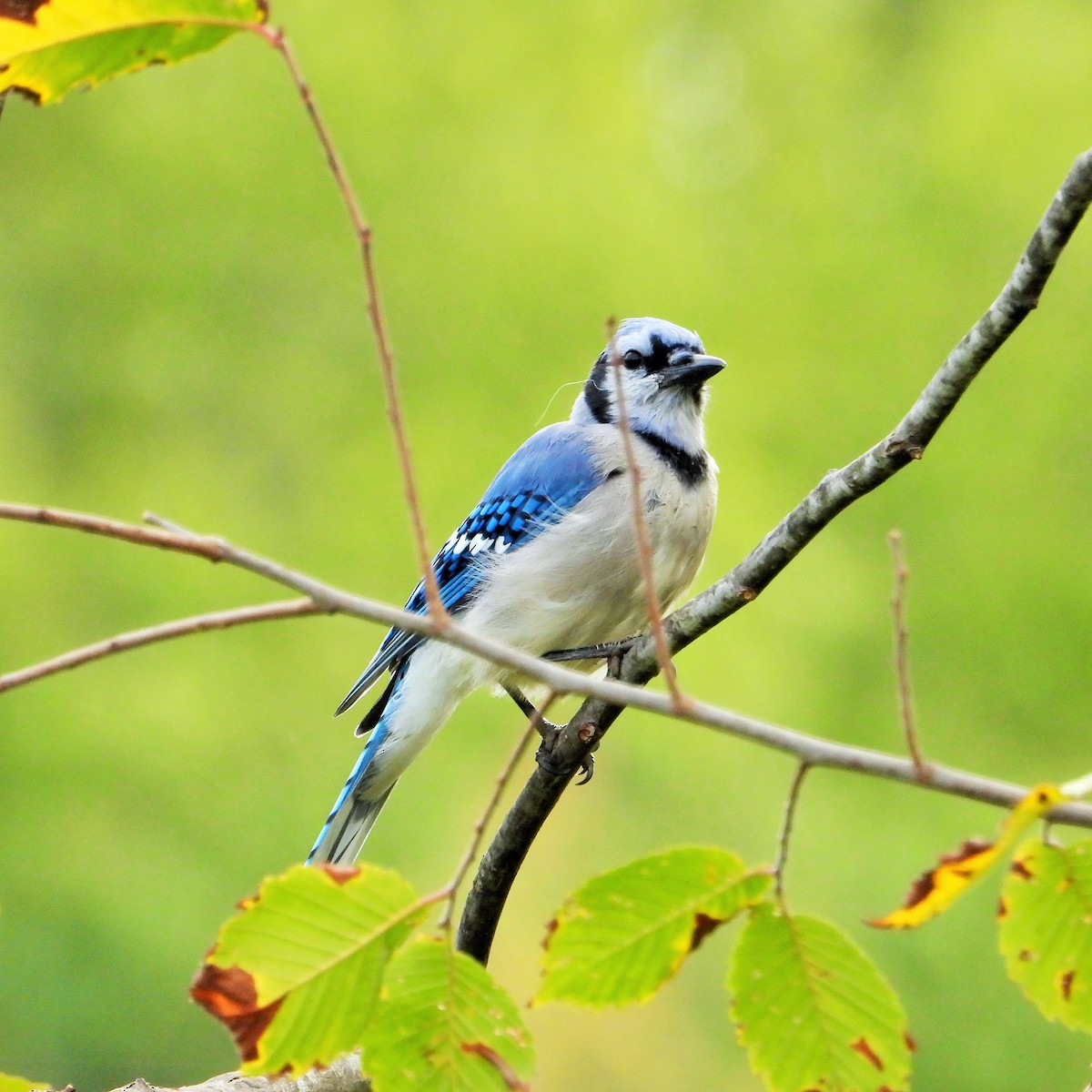 Mavi Karga - ML647602280