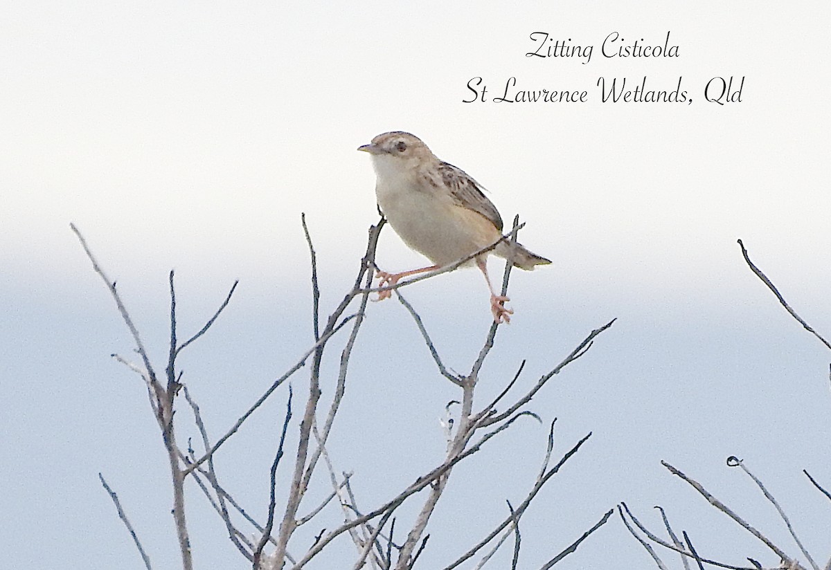 Таміка віялохвоста - ML647602281