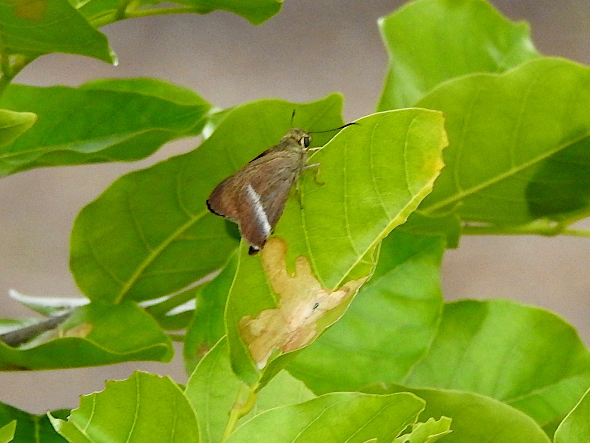 Common Banded Awl - ML647602298