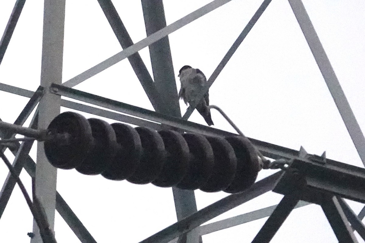 sokol stěhovavý - ML647602299