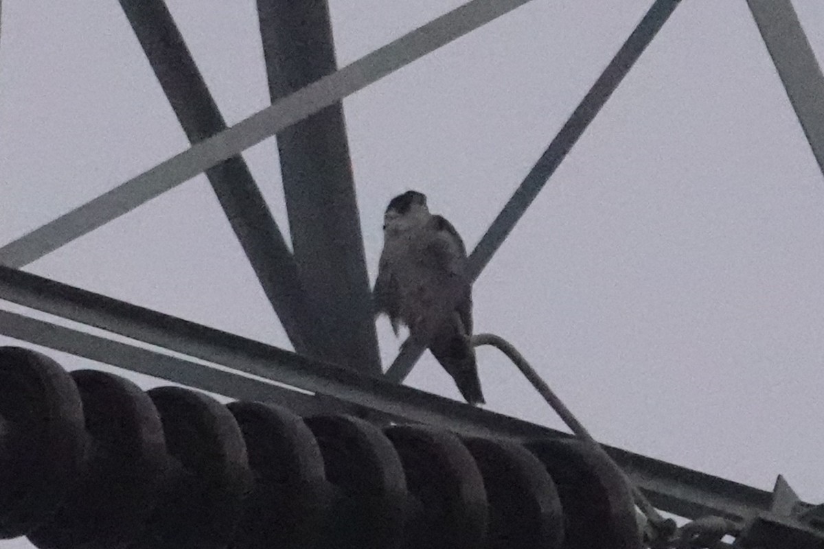 sokol stěhovavý - ML647602310