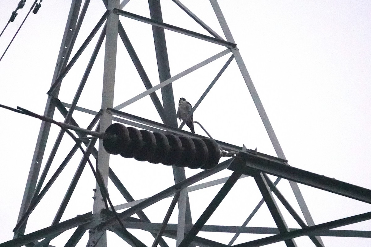 sokol stěhovavý - ML647602311