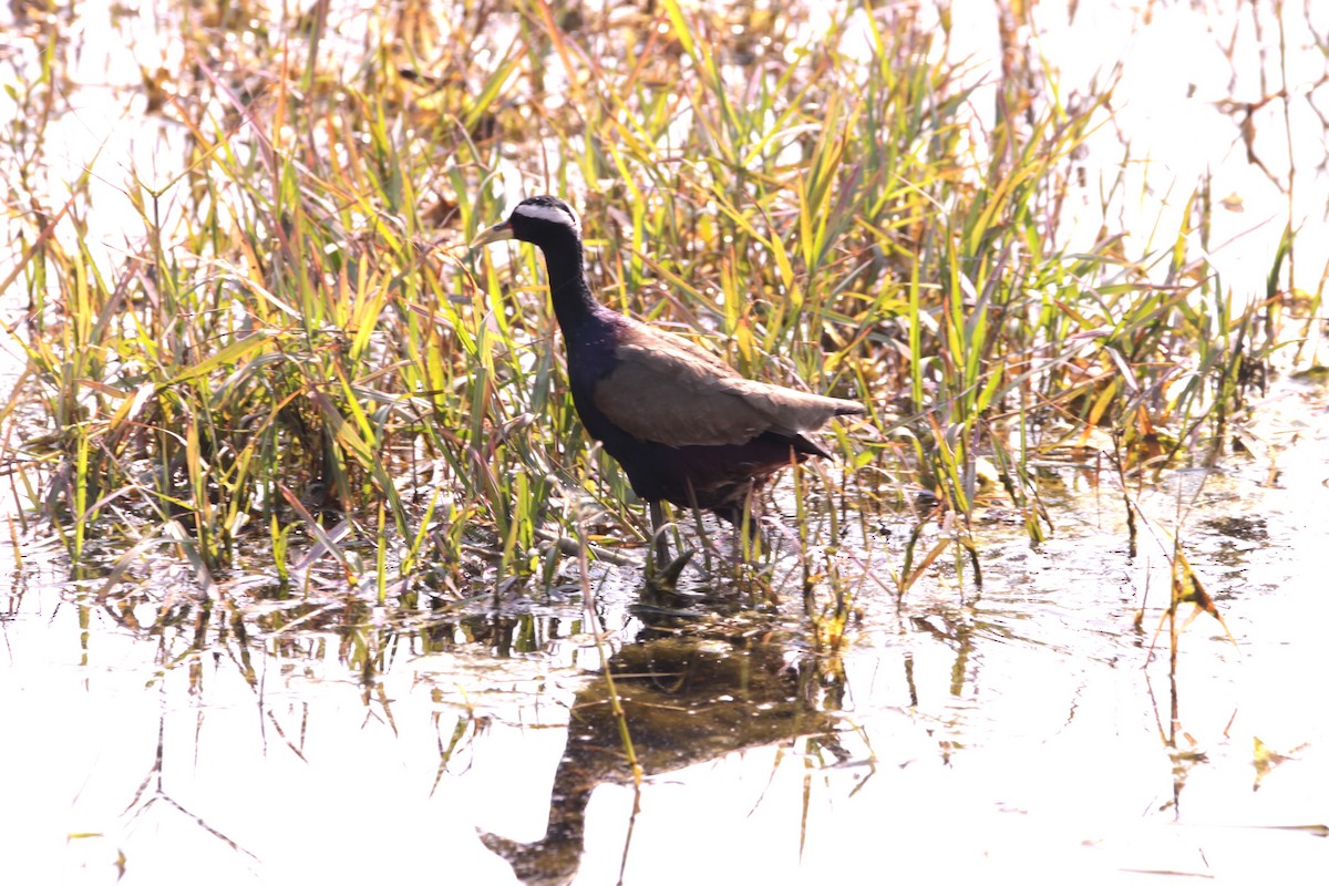 Bronze-winged Jacana - ML647602337