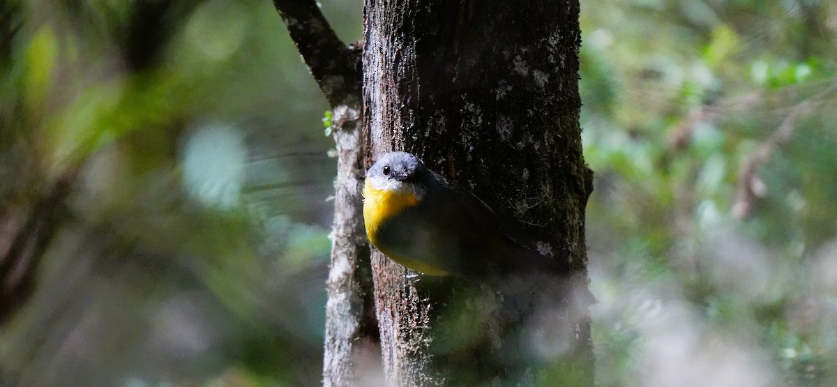 Королець жовтий - ML647602348