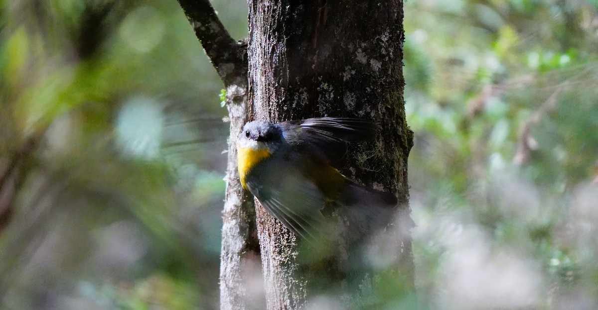 Королець жовтий - ML647602349