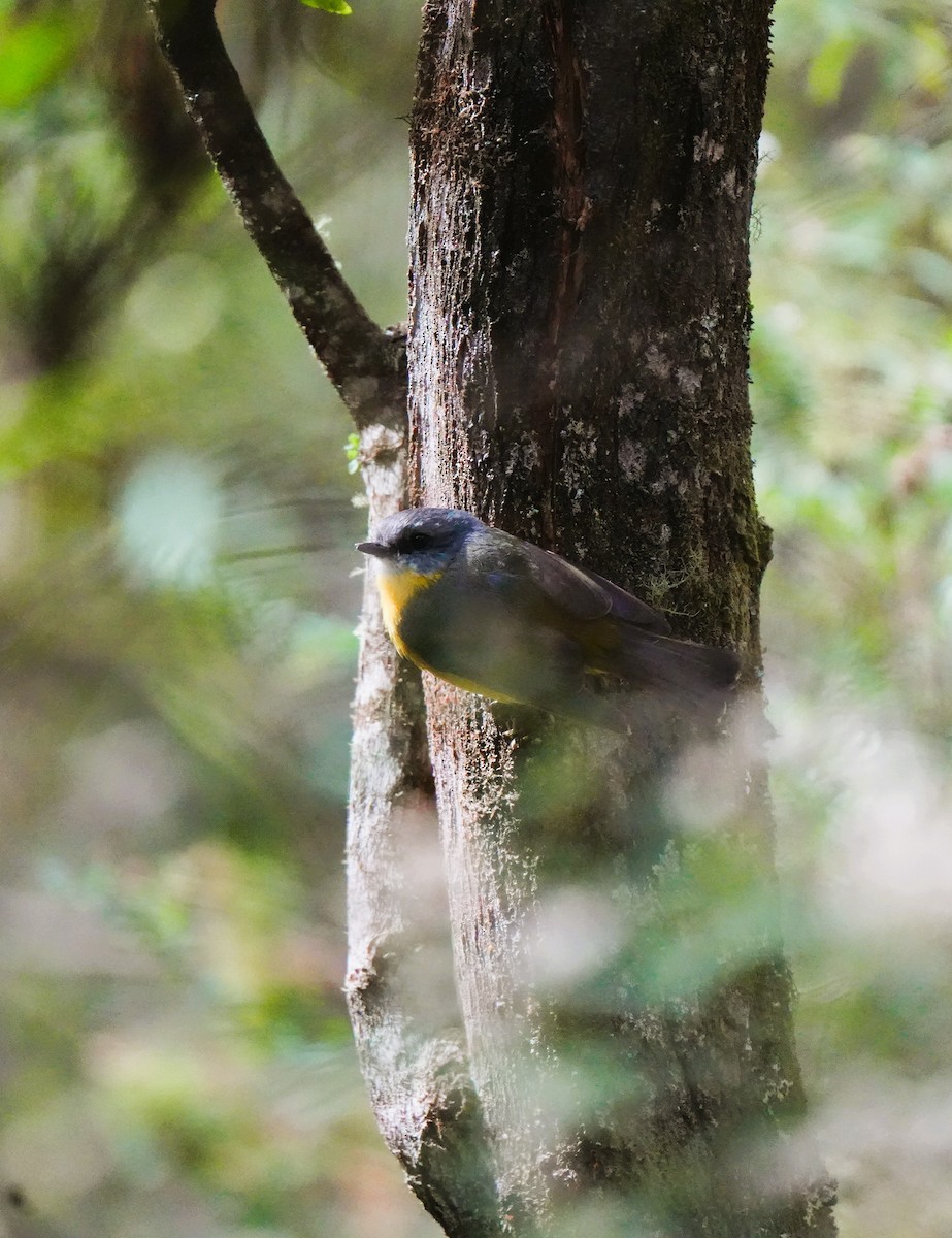 Королець жовтий - ML647602350