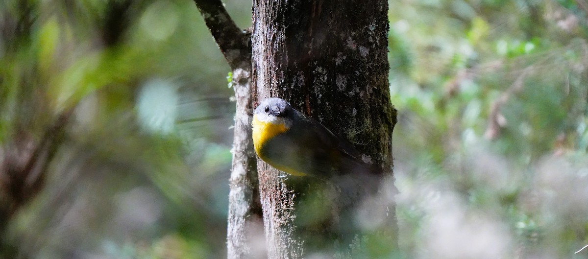 Королець жовтий - ML647602351