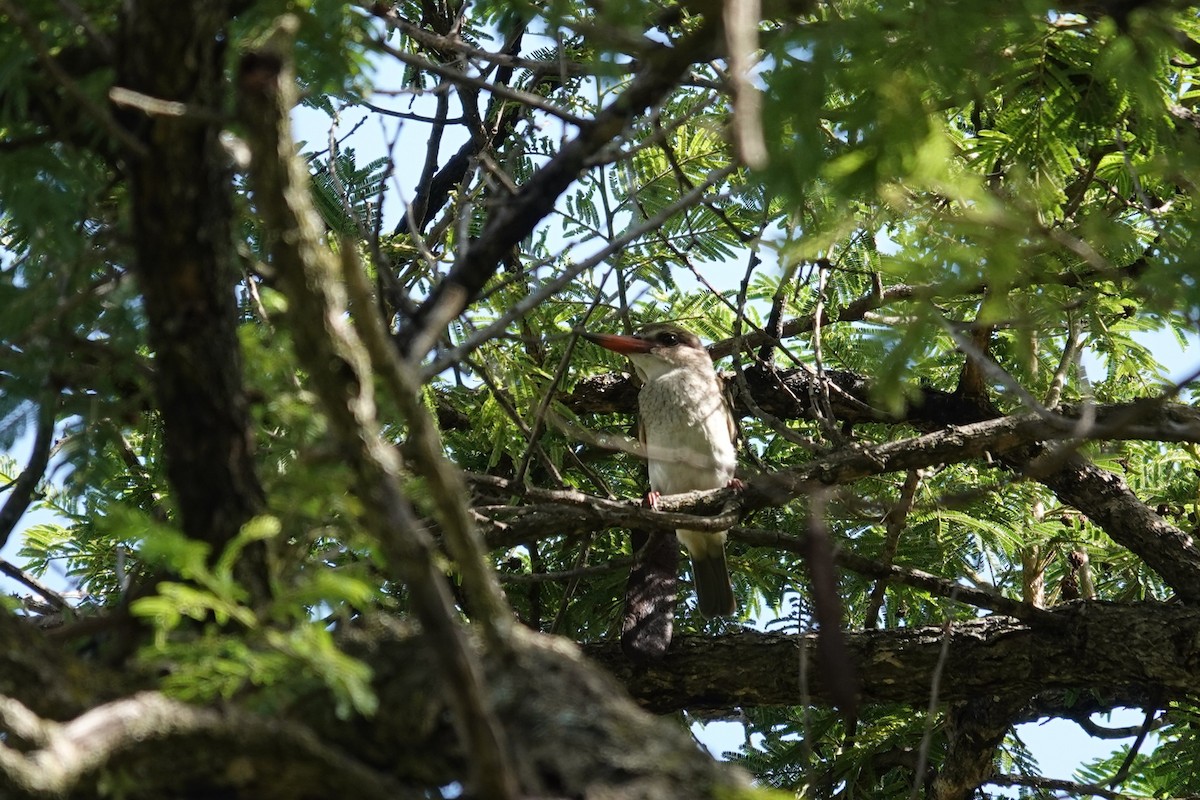 Brown-hooded Kingfisher - ML647602353