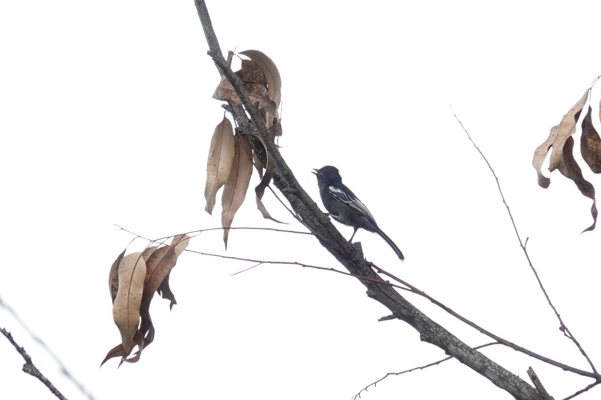 Чёрная синица - ML647602372