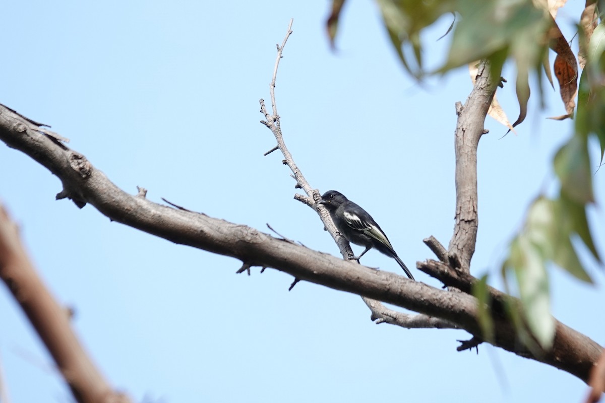 Чёрная синица - ML647602373