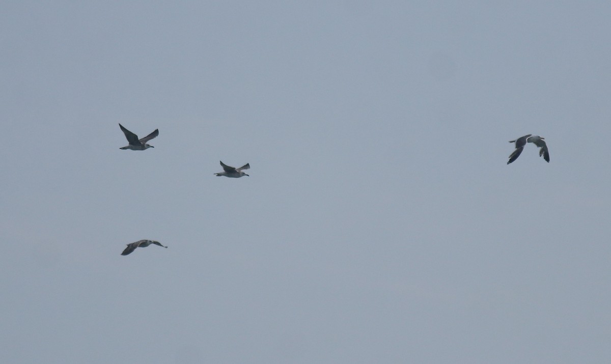 Клуша - ML647602379