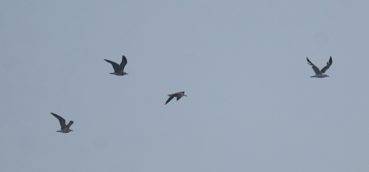 Клуша - ML647602380