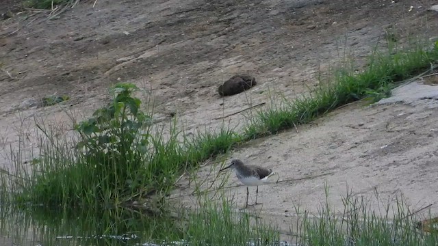 Черныш - ML647602386