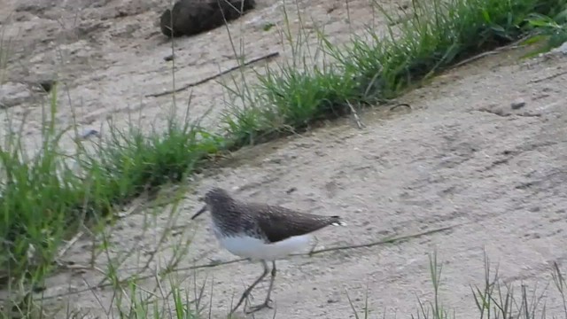 Черныш - ML647602387