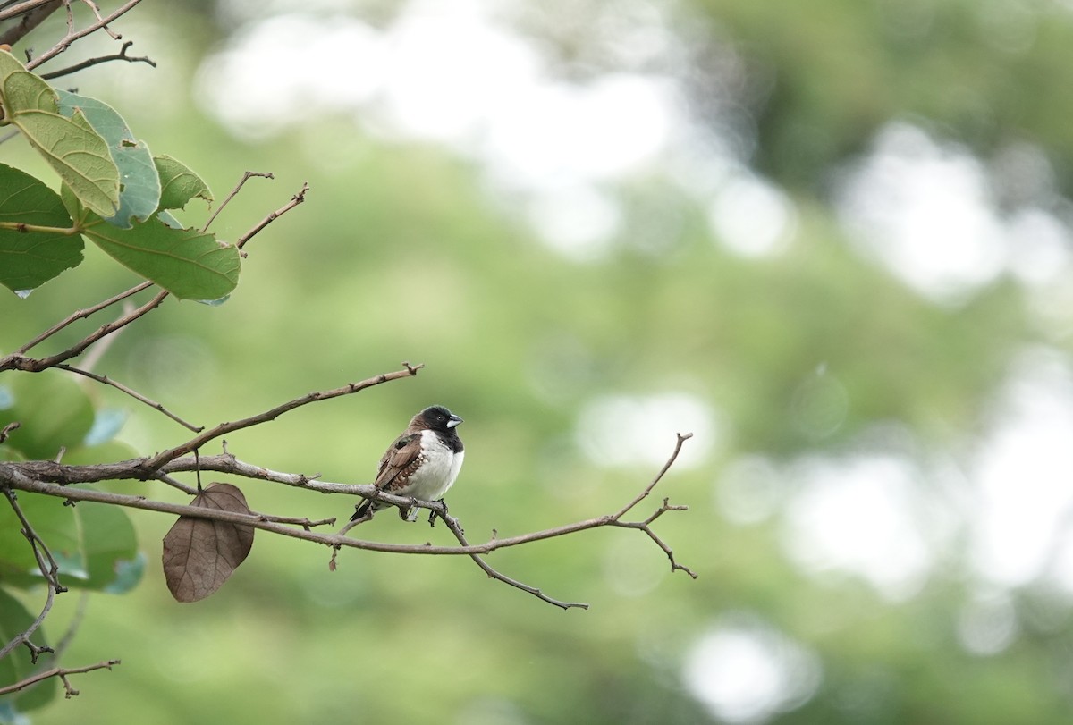 Бронзовая муния - ML647602393