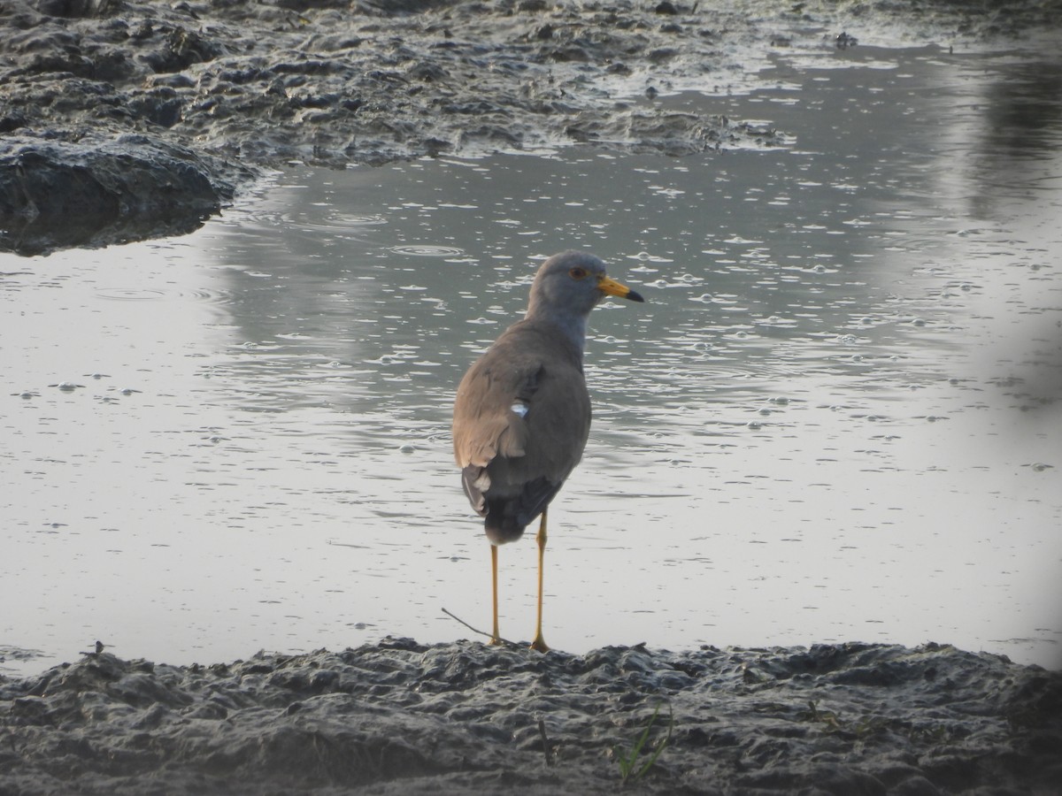 Серый чибис - ML647602395