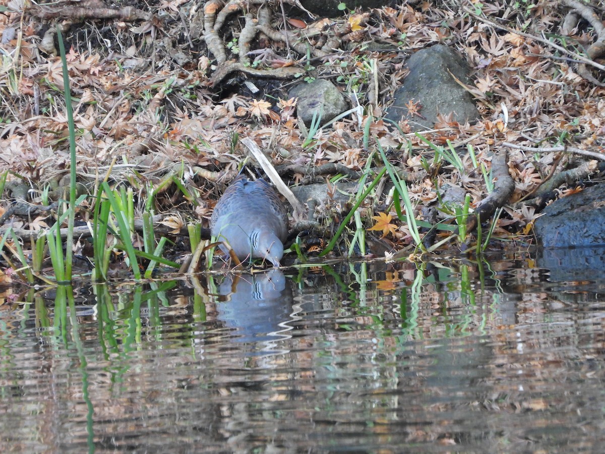 Большая горлица - ML647602396