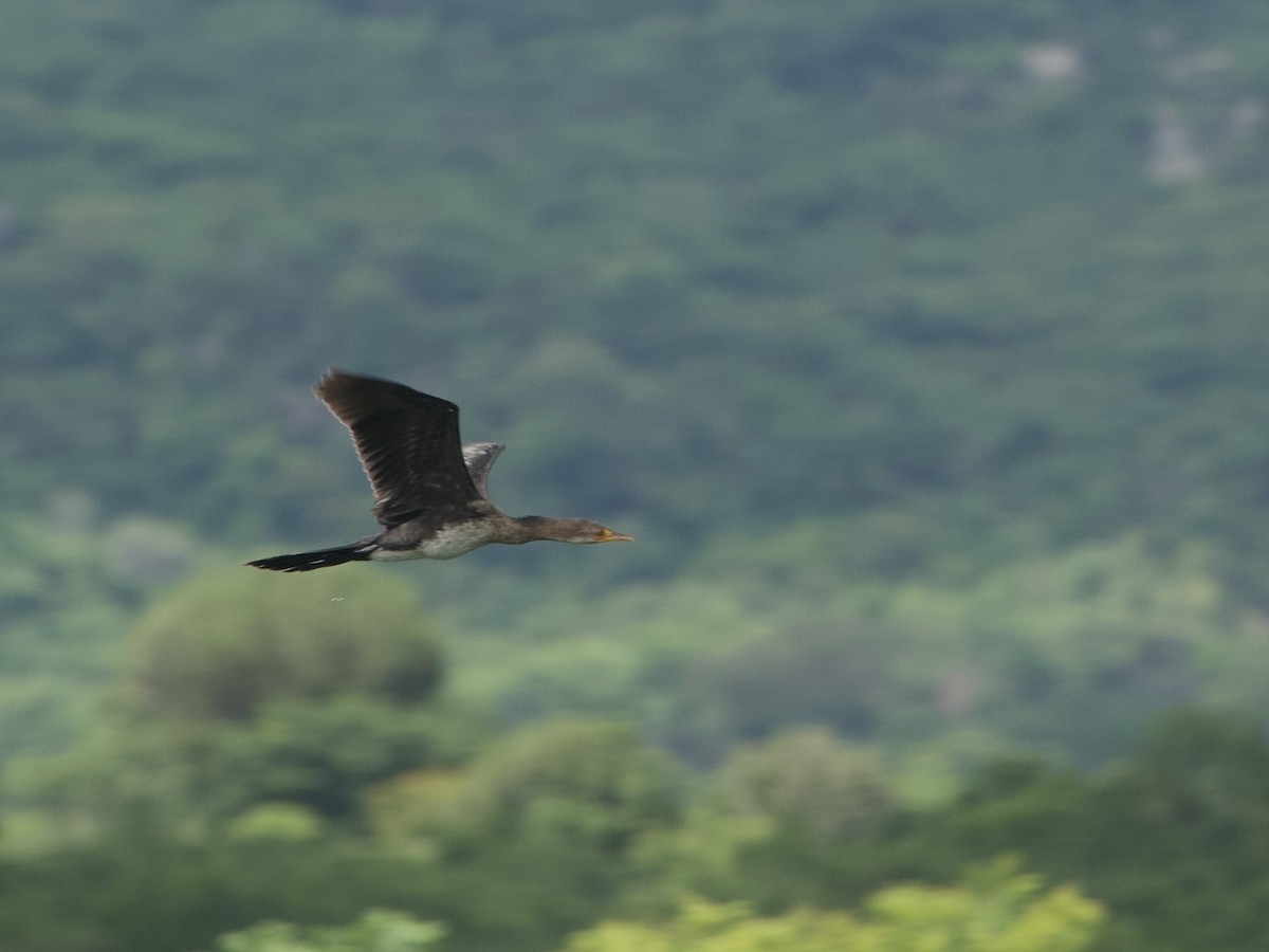 Камышовый баклан - ML647602397