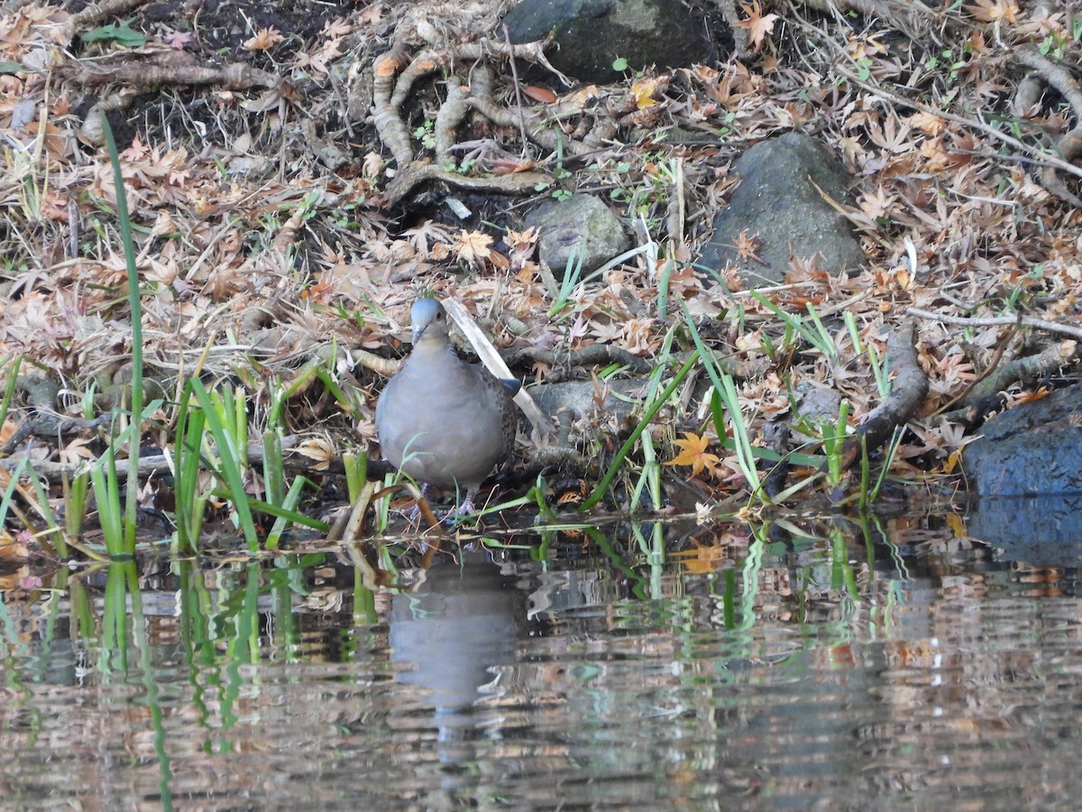 Большая горлица - ML647602398