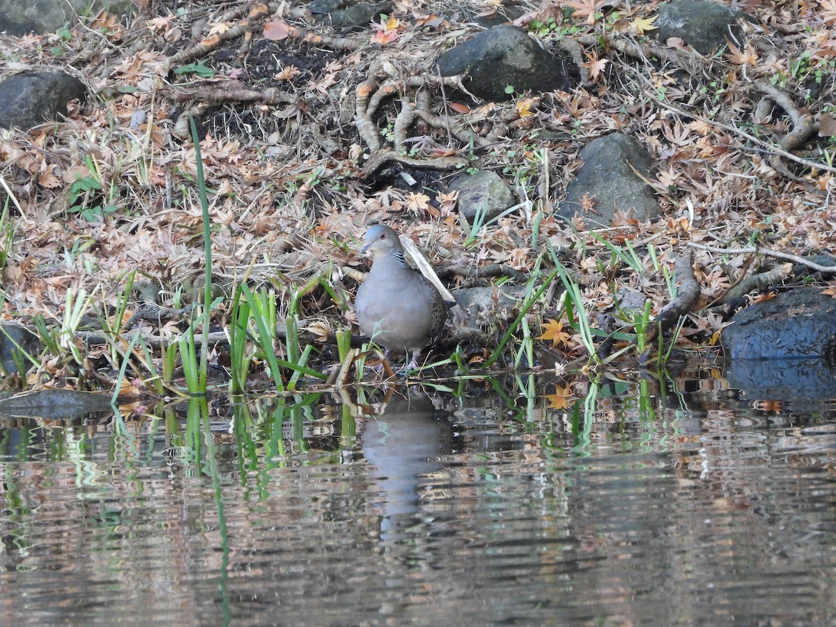 Большая горлица - ML647602399