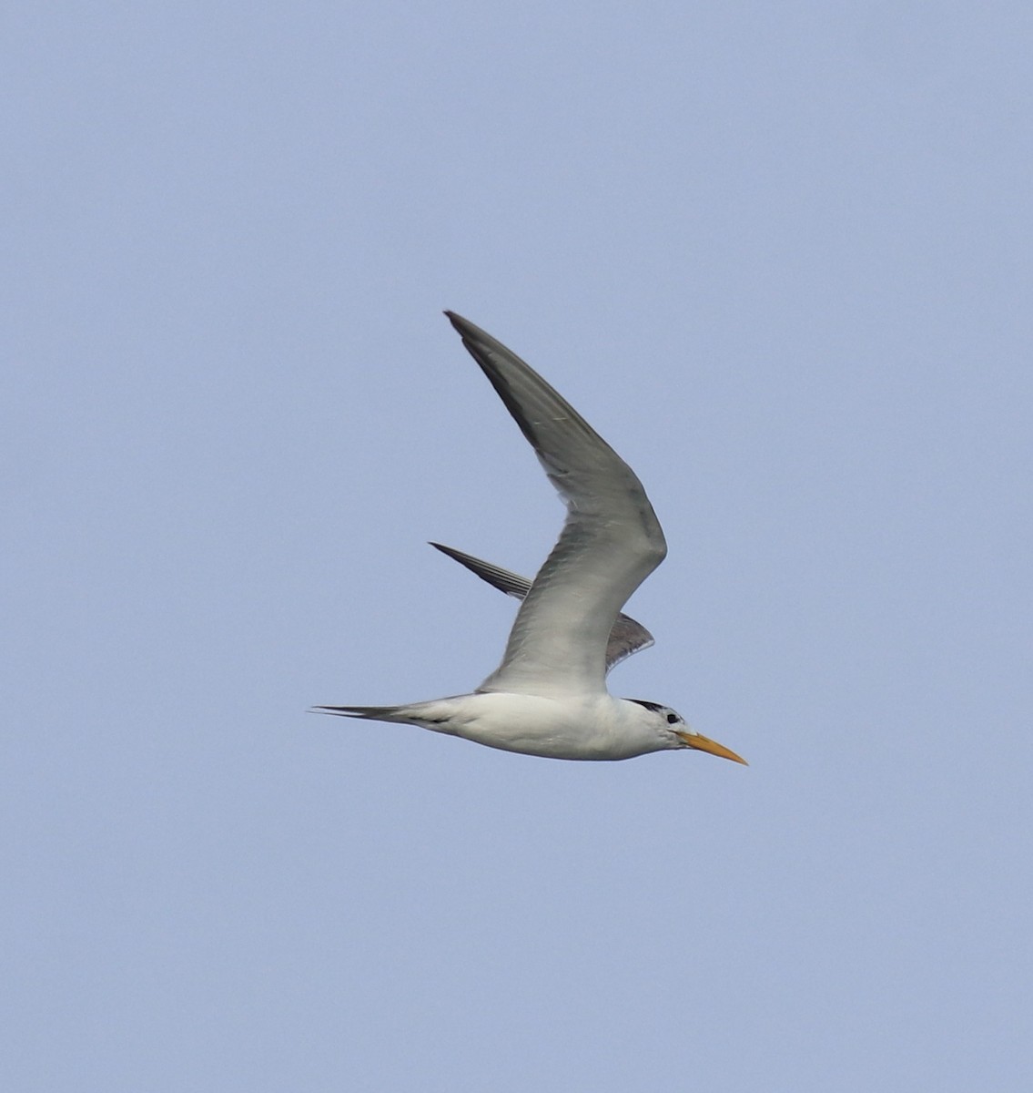 Хохлатая крачка - ML647602400