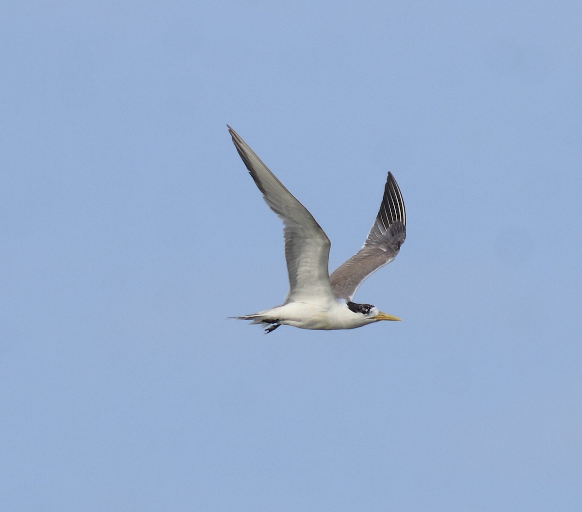 Хохлатая крачка - ML647602402