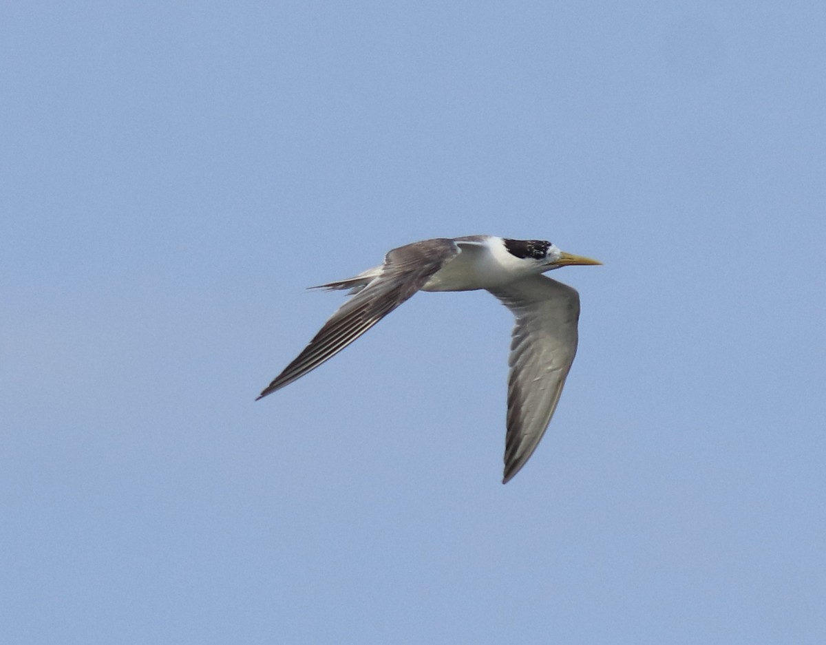 Хохлатая крачка - ML647602403