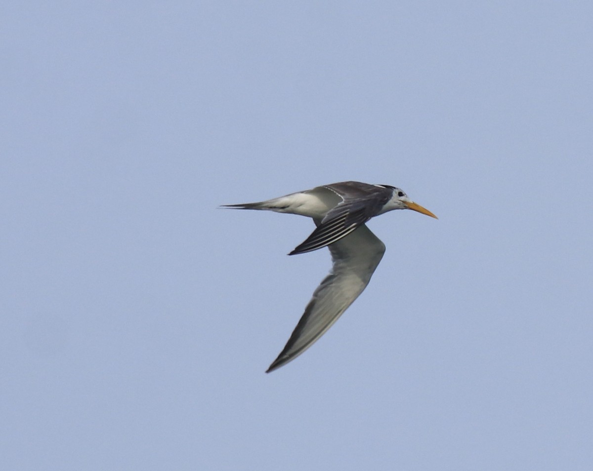 Хохлатая крачка - ML647602404