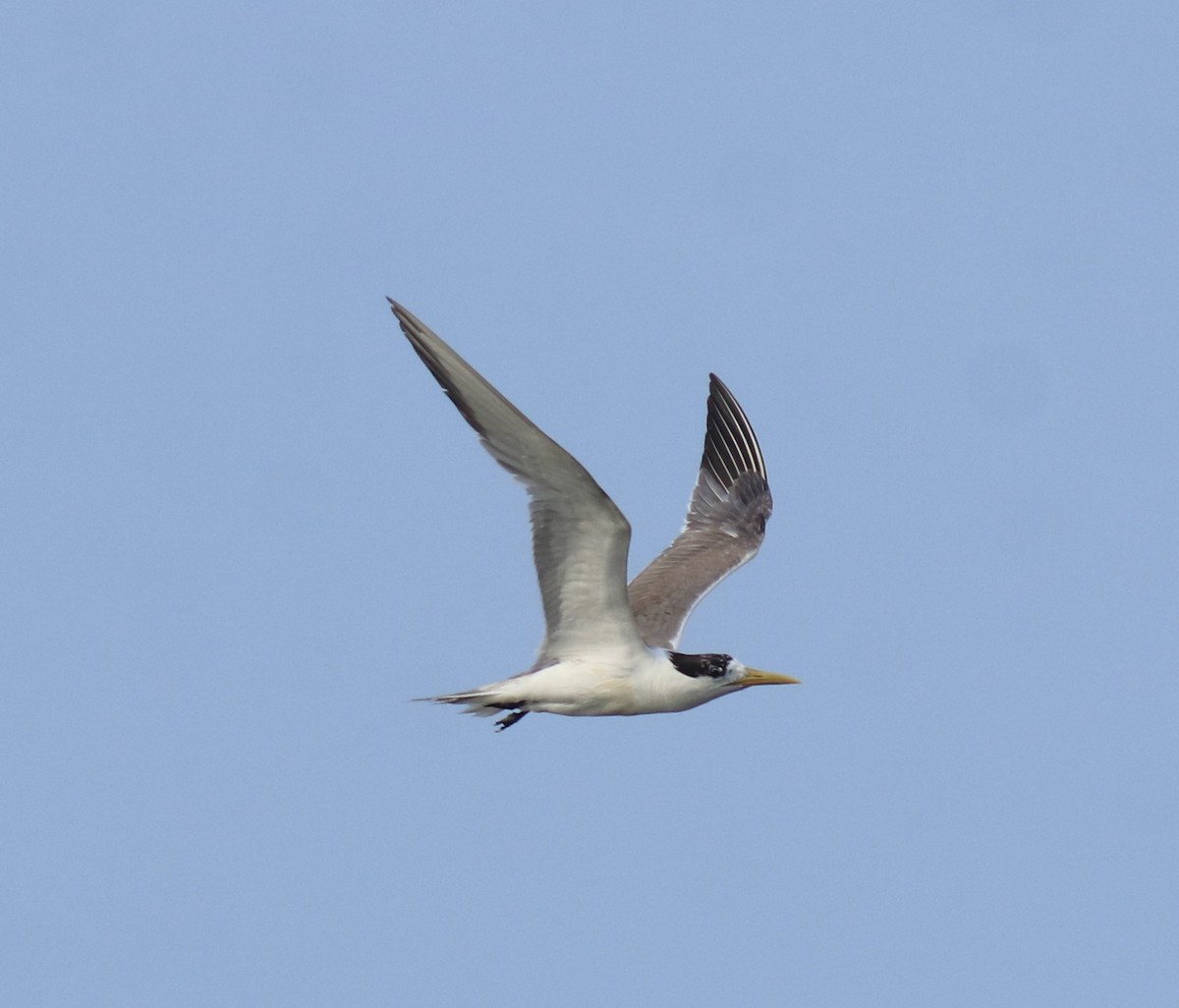 Хохлатая крачка - ML647602405