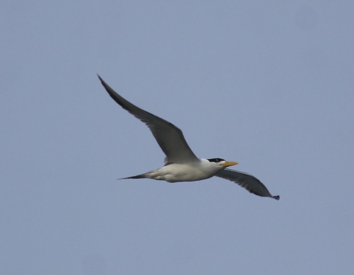 Хохлатая крачка - ML647602406