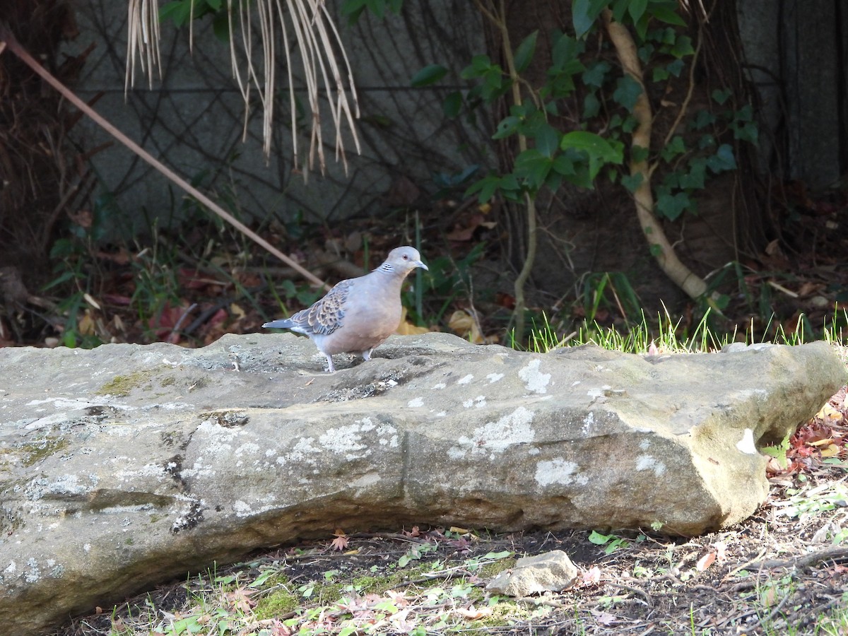 Большая горлица - ML647602408