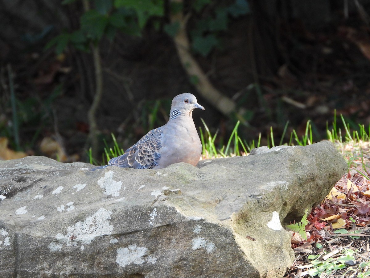 Большая горлица - ML647602409