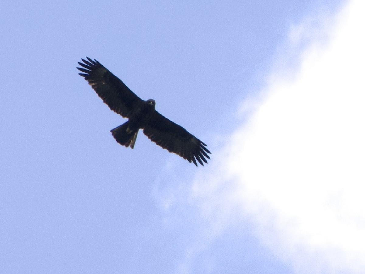 Малый подорлик - ML647602411