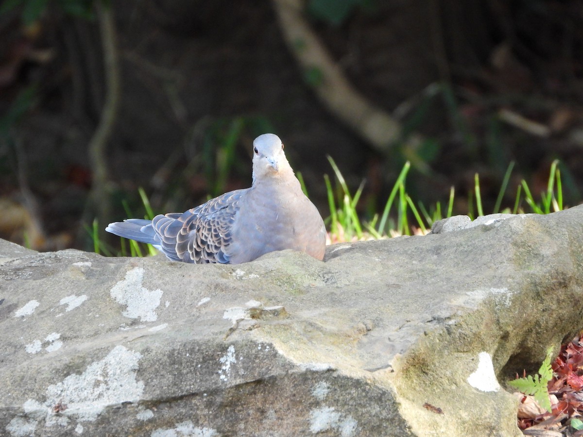 Большая горлица - ML647602415