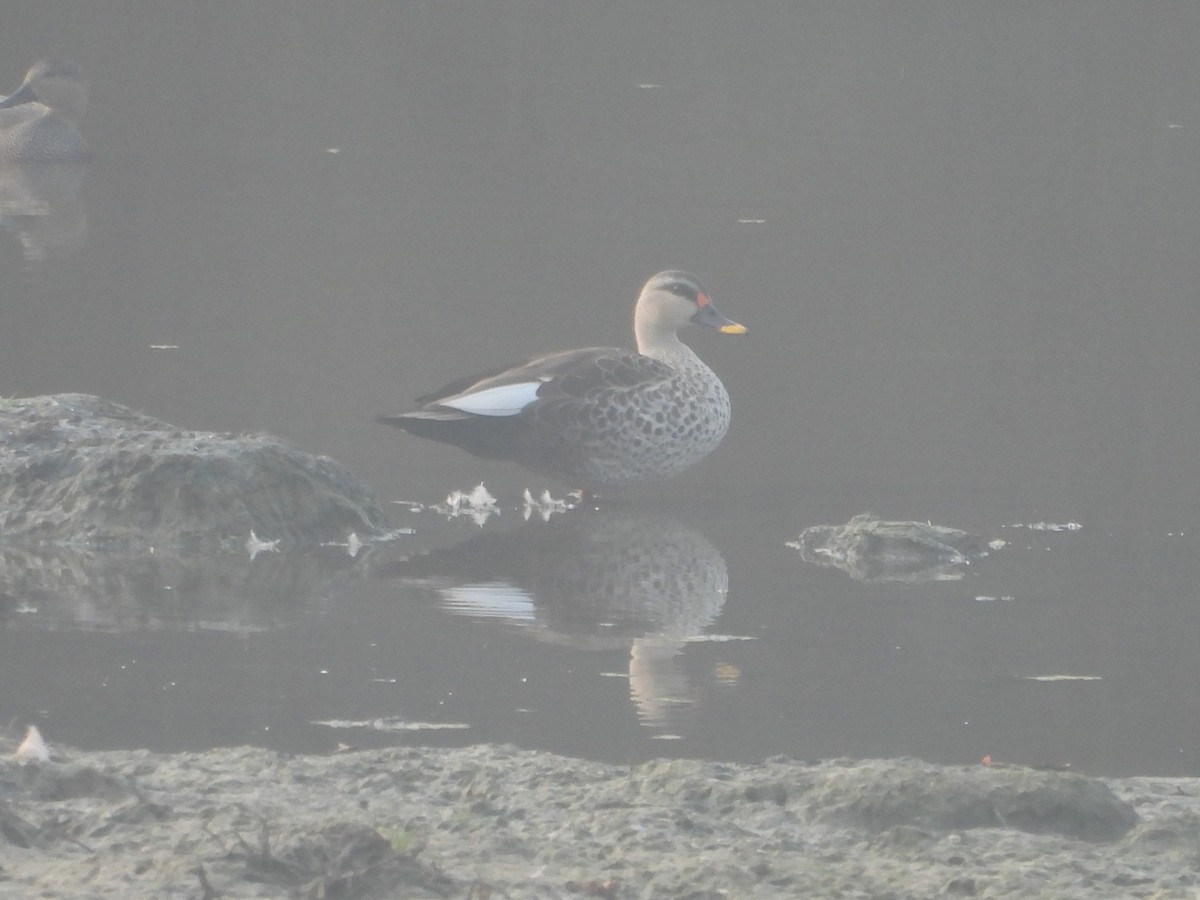 Пестроносая кряква - ML647602416