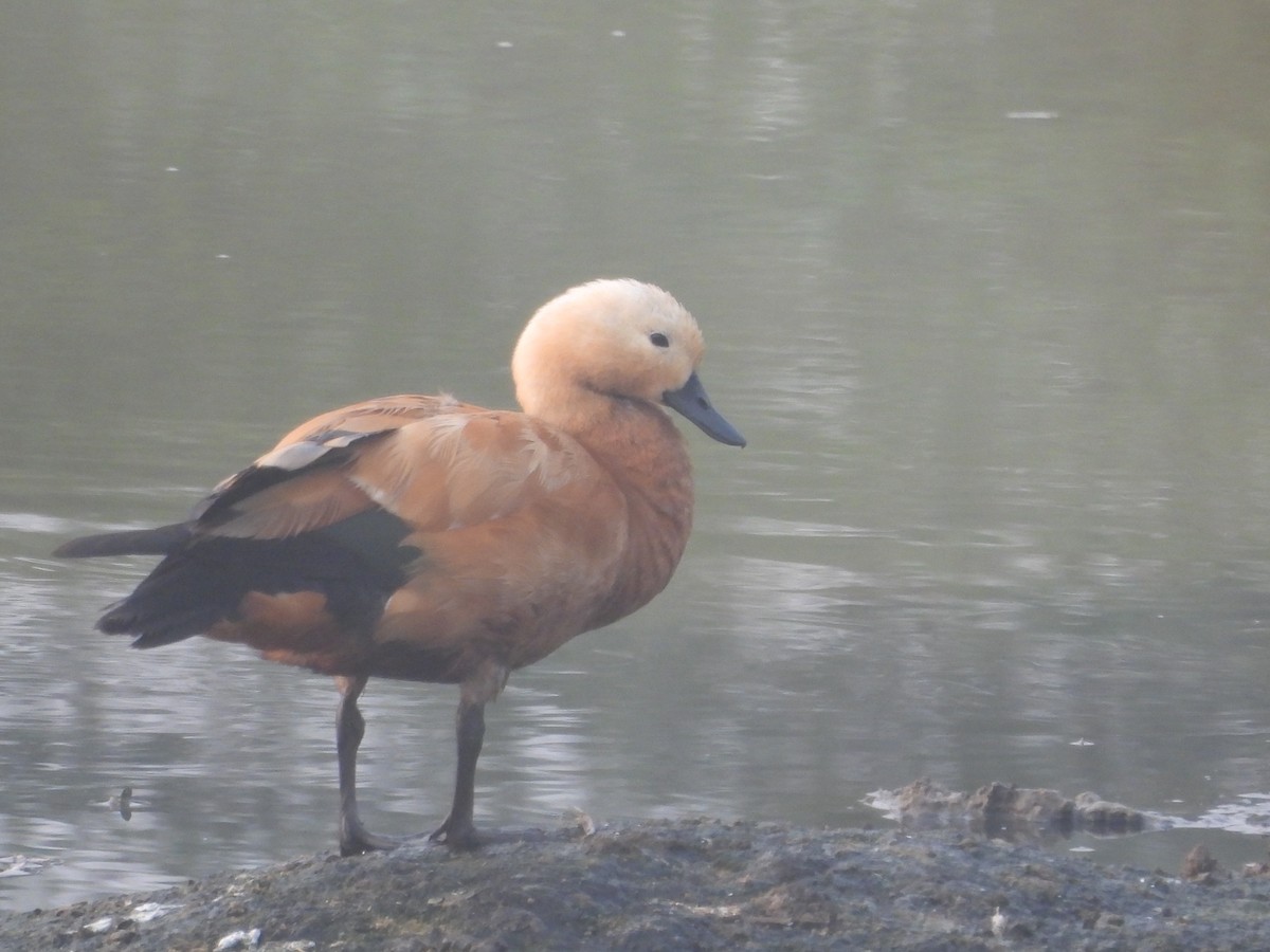 Огарь - ML647602417