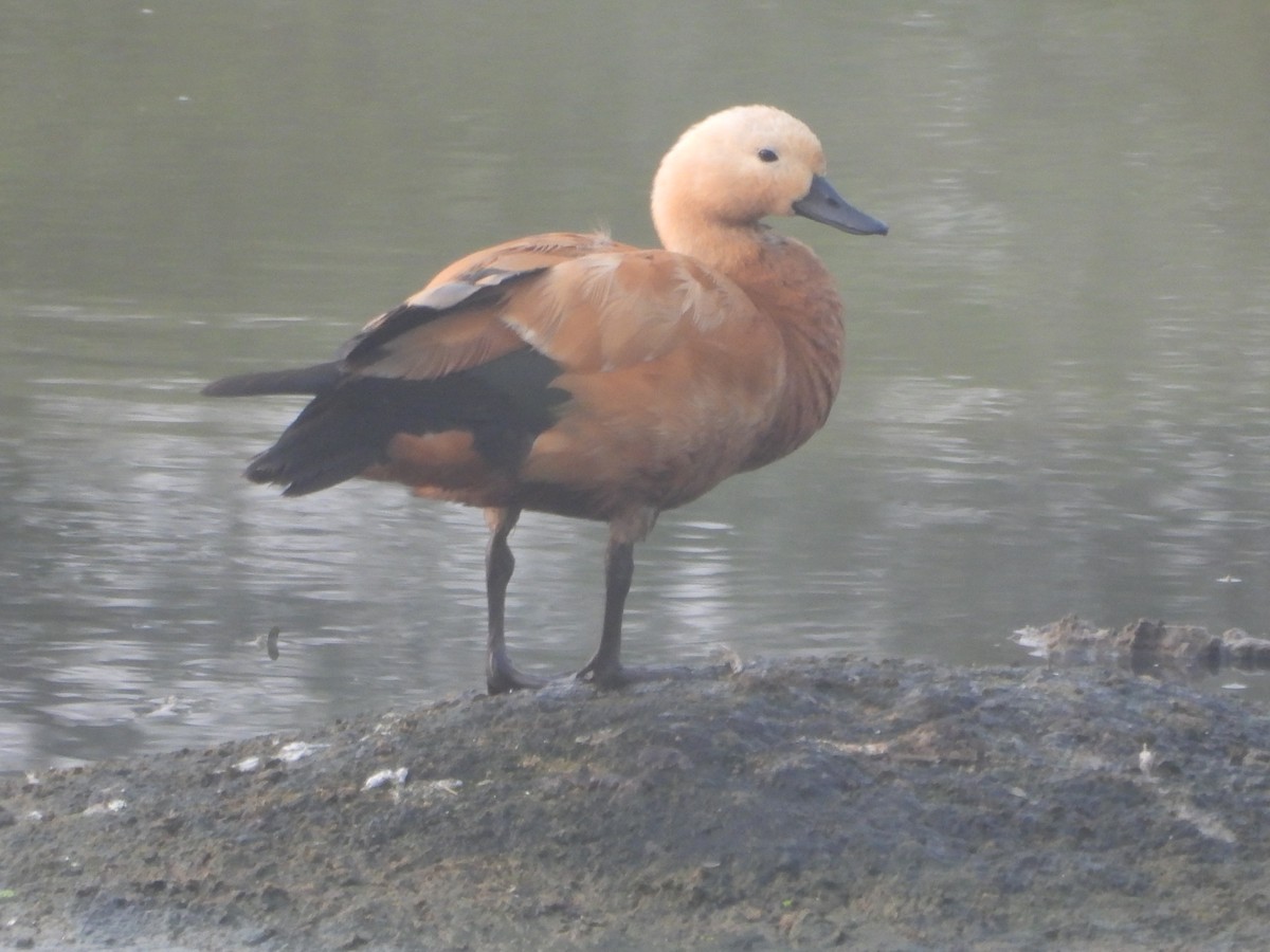 Огарь - ML647602418