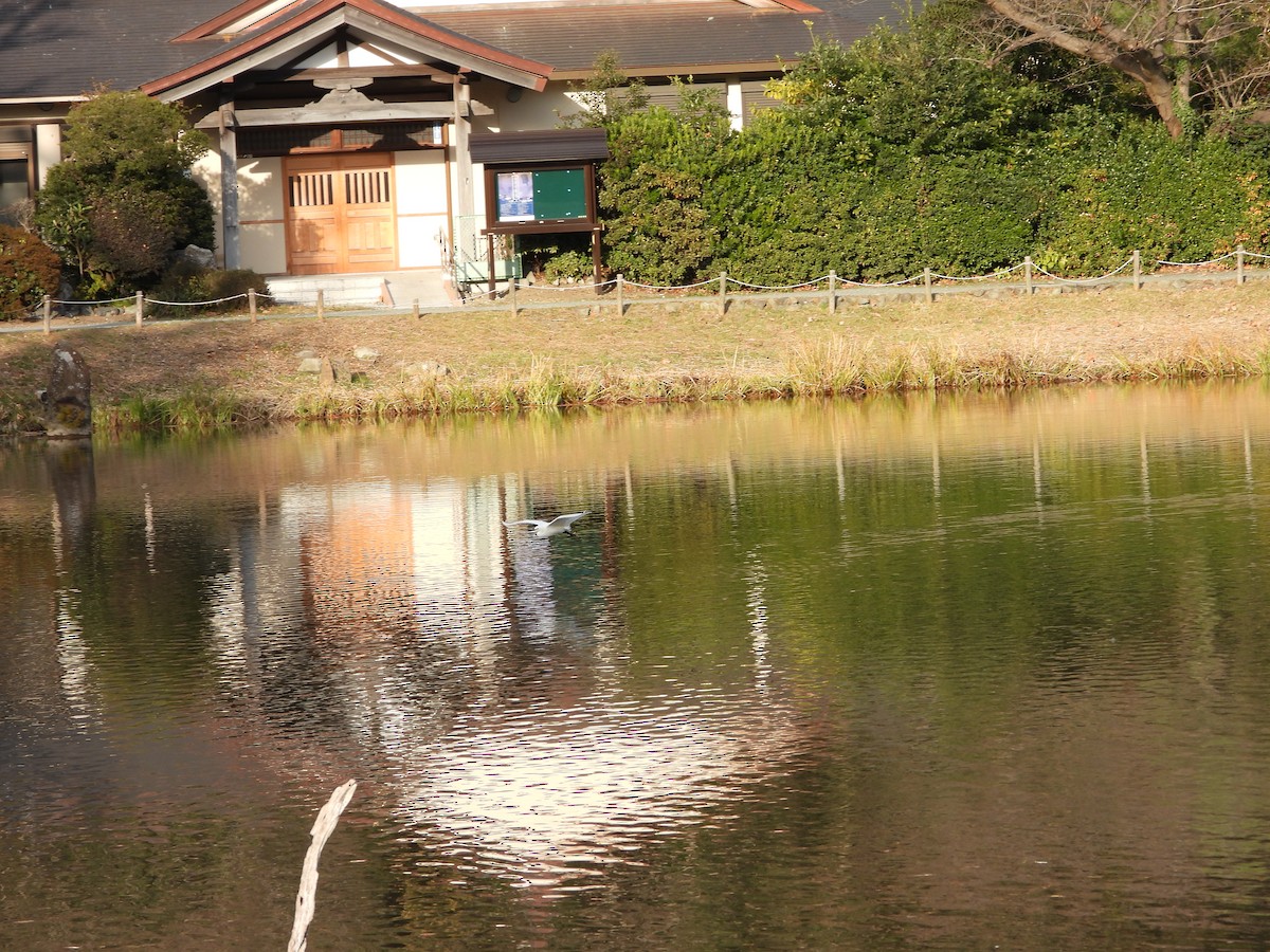 Малая белая цапля - ML647602419