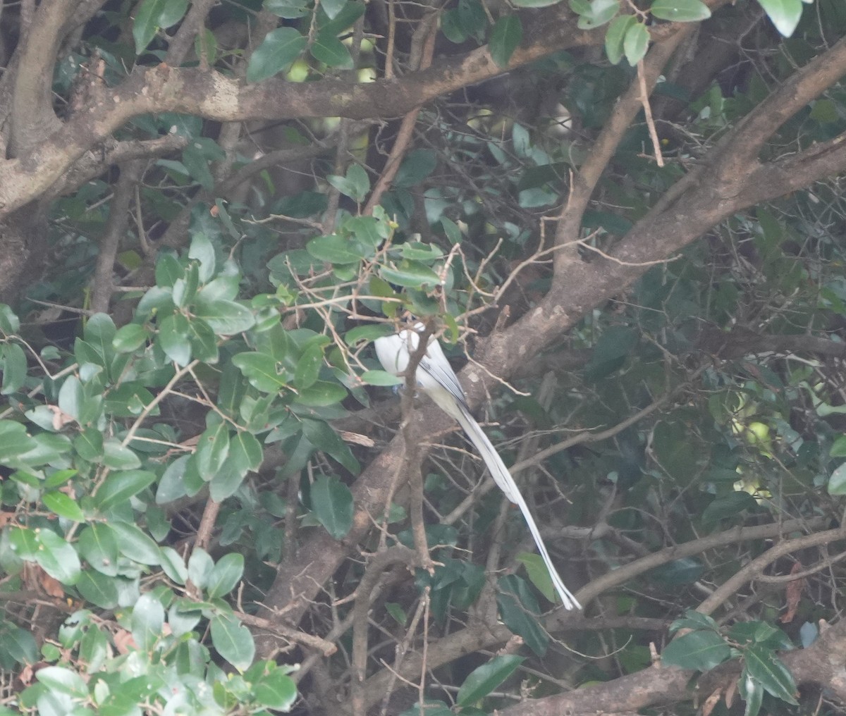 Райская мухоловка - ML647602420