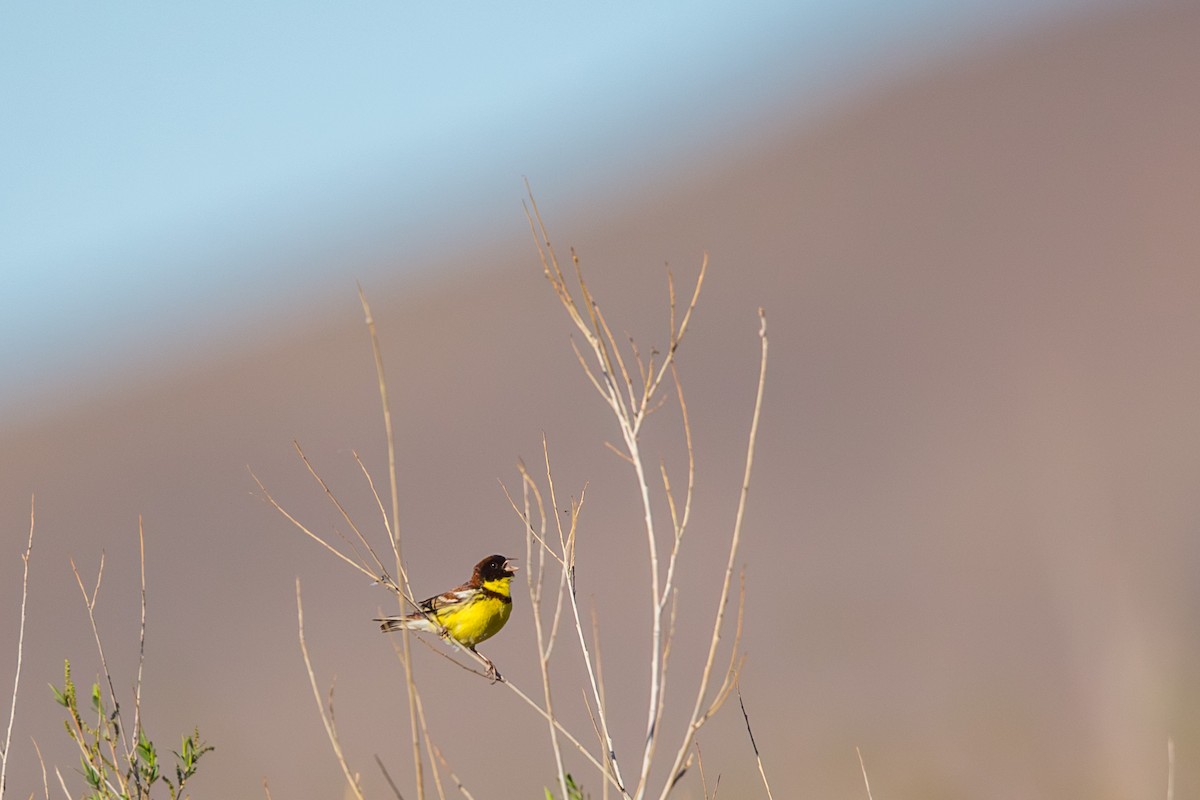 גיבתון צווארון - ML647602450