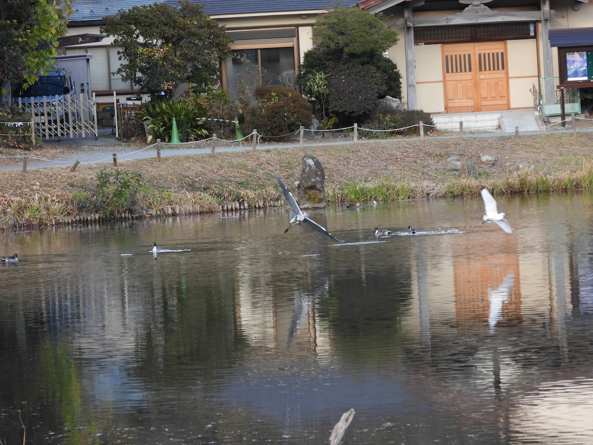 Gray Heron - ML647602479