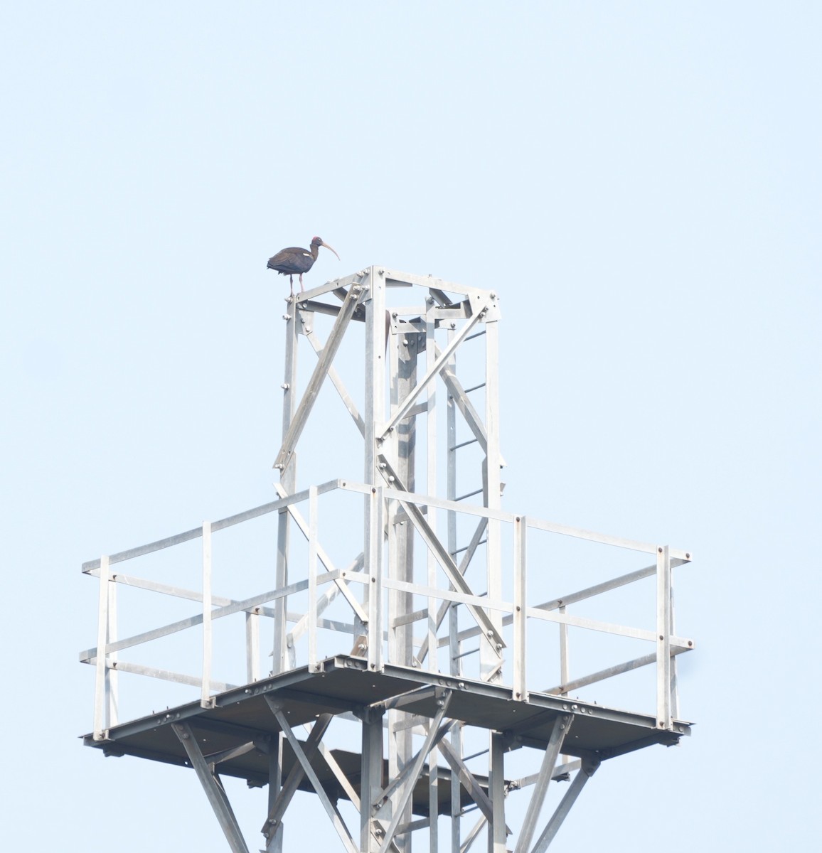 Glossy Ibis - ML647602480
