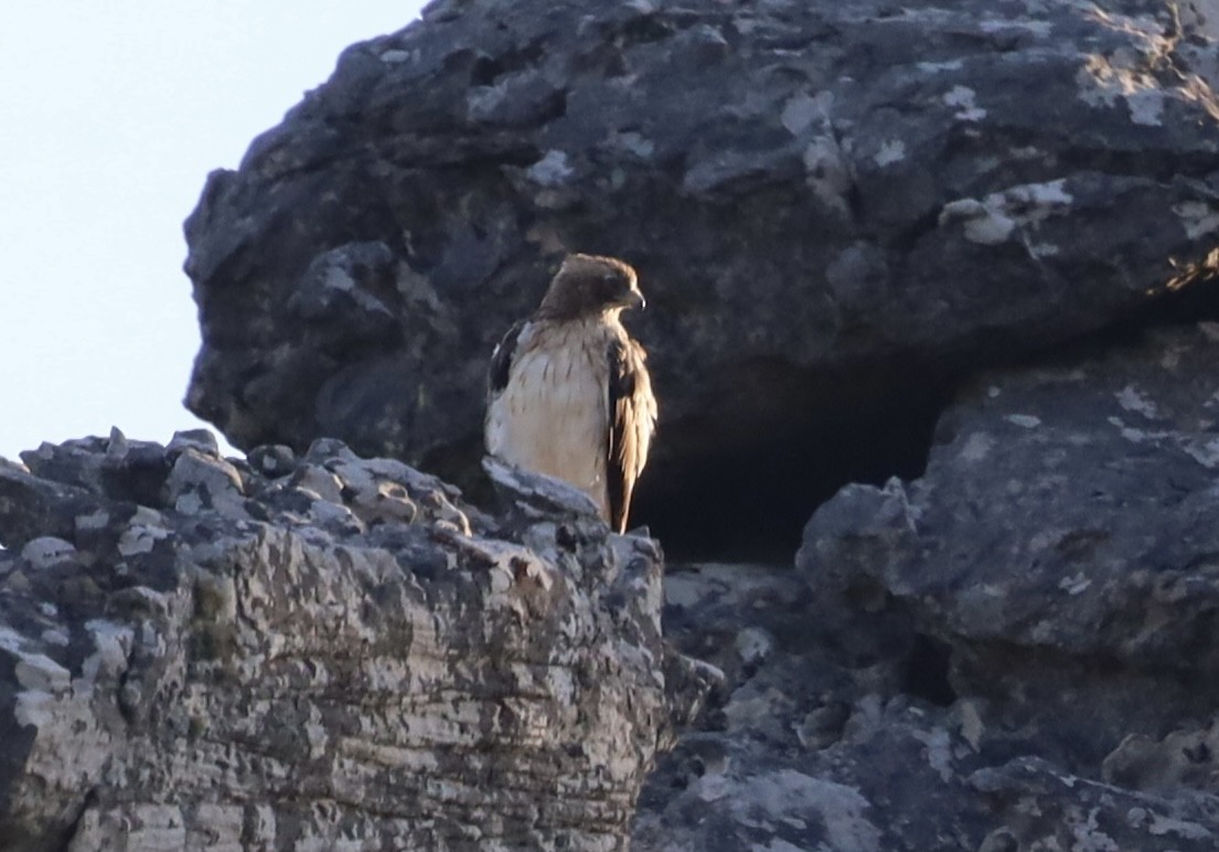 Booted Eagle - ML647602482