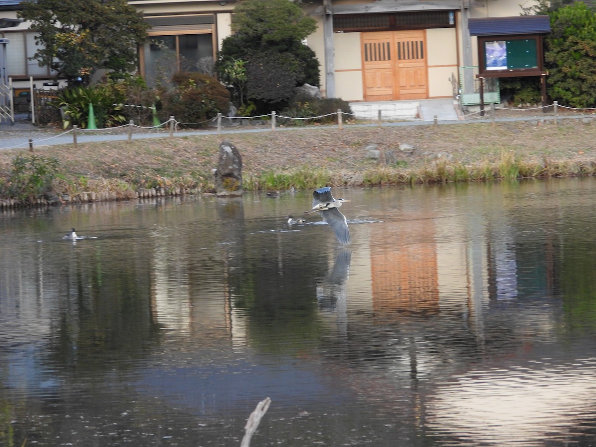 Gray Heron - ML647602484