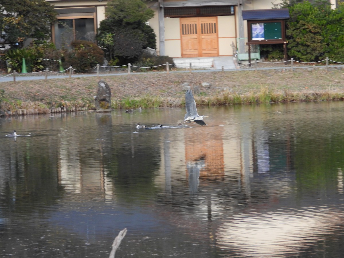 Gray Heron - ML647602485