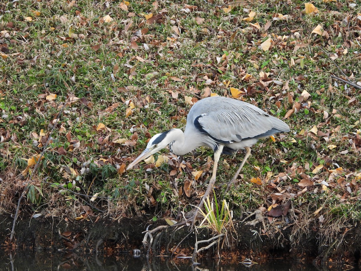 Gray Heron - ML647602486