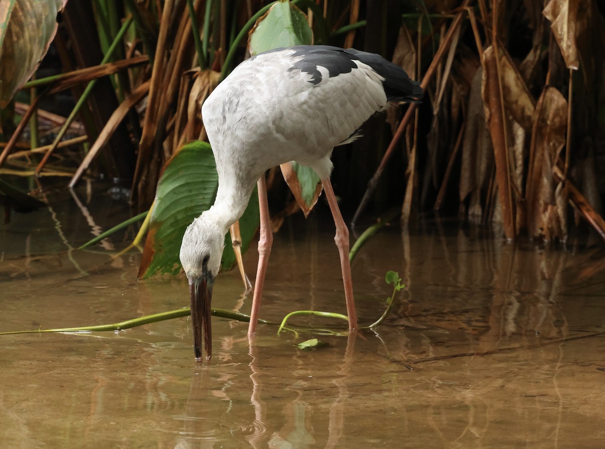Asian Openbill - ML647602487