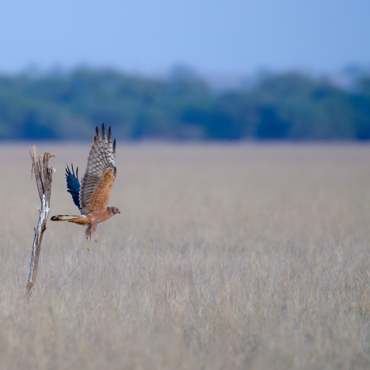 Montagu's Harrier - ML647602490